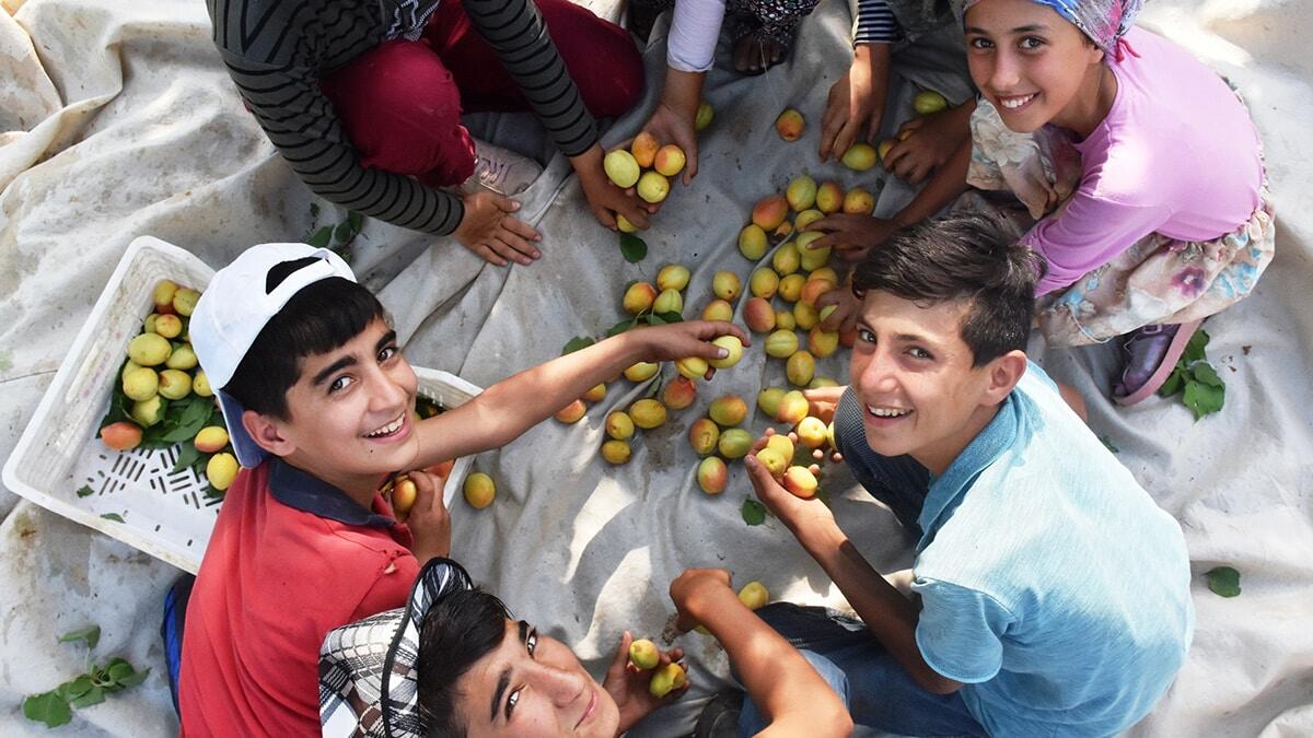 Kayısının başkentinden 110 ülkeye kayısı ihracatı