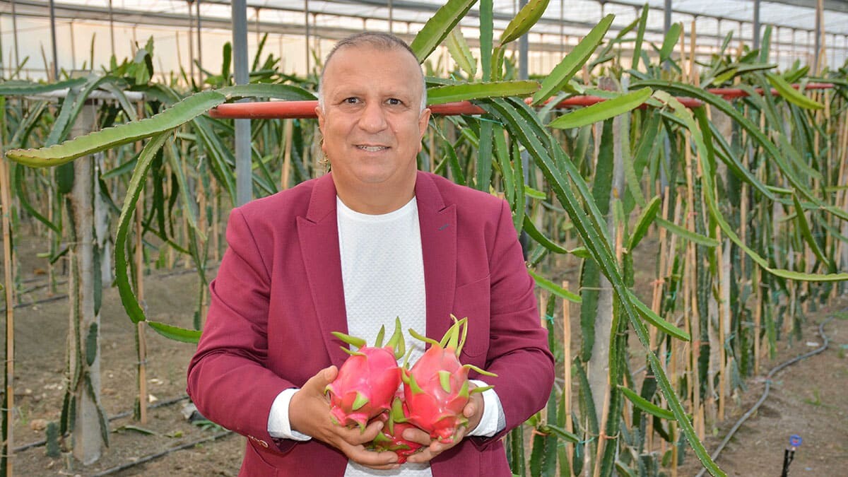 Antalya'nın Manavgat ilçesinde, bu sene yapılan yatırımlarla seraların da bulunduğu yaklaşık 20 bin dekar alanda muz başta olmak üzere ejder meyvesi (pitaya), avokado, mango gibi tropikal ürünler yetiştiriliyor.