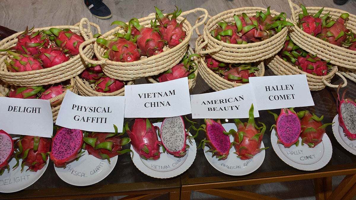 Manavgat tropikal meyve üretiminin başkenti olacak