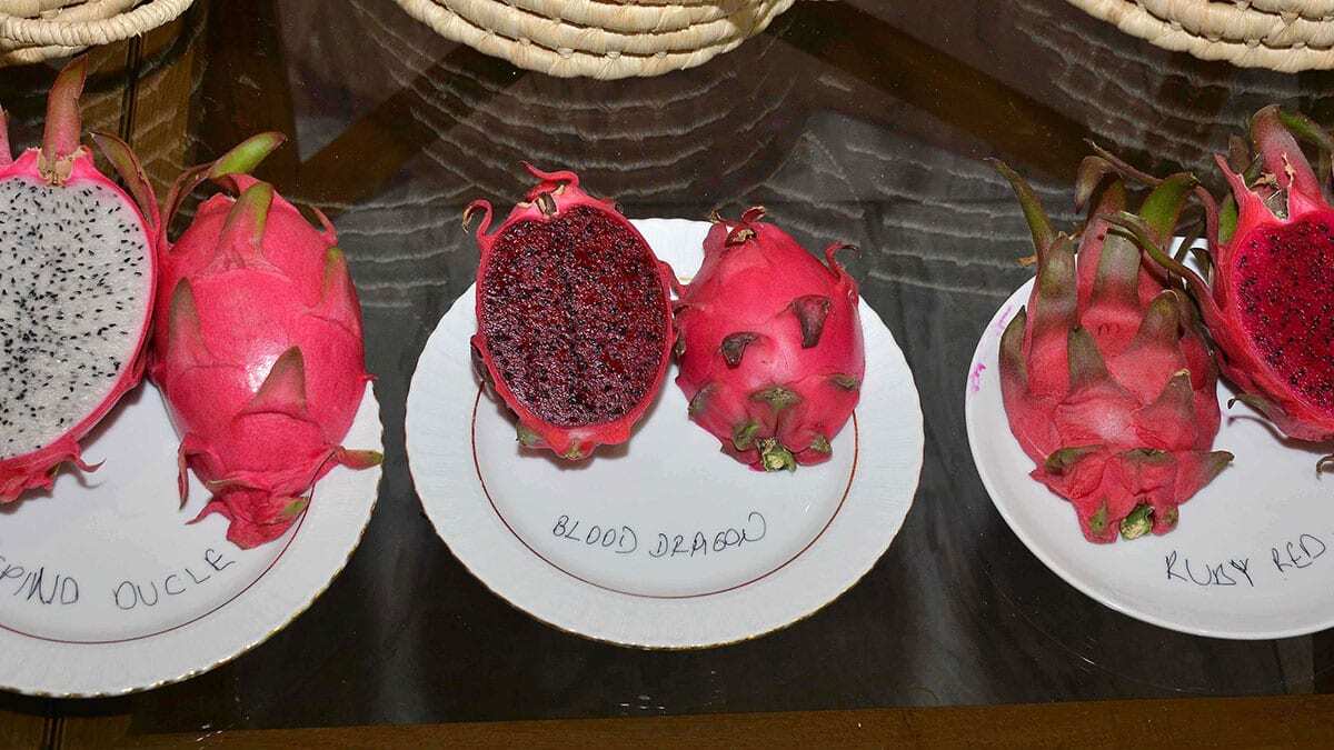 Kültür ve Turizm Bakanlığı belgeli 530 oteli, yaklaşık 200 bin yatağı ve 64 kilometrelik sahiliyle Türkiye'nin en büyük turizm destinasyonu olan Antalya'nın Manavgat ilçesinde, 2015 yılından bu yana yapılan yatırımlarla 16 bini örtü altı olmak üzere 20 bin dekarlık alanda tropikal meyve üretimi yapılıyor. 2014 yılında 21 dönümlük serada deneme amacıyla başlanan muz üretimi, bugün 15 bin dekarlık kapalı alanda gerçekleştiriliyor.