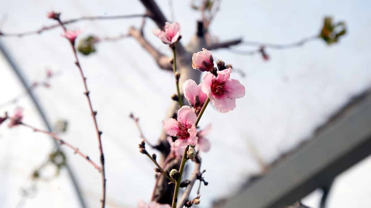 Mersin’de hava sıcaklığının mevsim normallerinin üzerinde seyretmesi nedeniyle meyve ağaçları erken çiçek açtı, bahçelerin sulamasında kullanılan göletler kurudu.