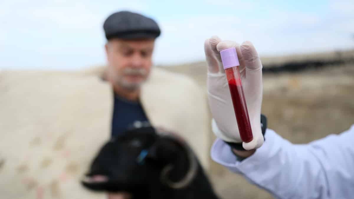 Mobil mikroskop, hayvan ölümlerini durduracak