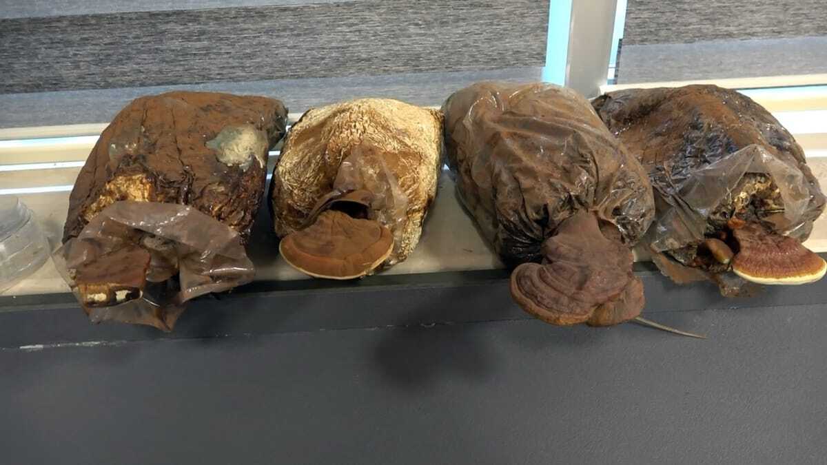 Ölümsüzlük mantarını ürettiler