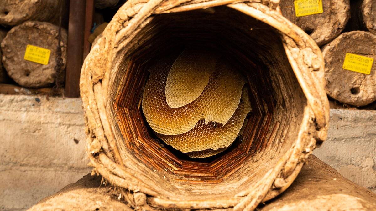 Biri kamu yönetimi diğeri elektrik ve elektronik mühendisliği bölümü mezunu 2 kız kardeş, pandemi döneminde arıcılık yapmaya karar verdi.