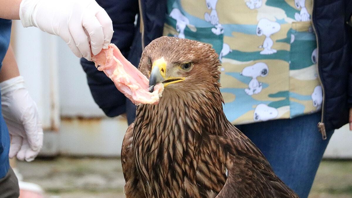 AKÜ Veteriner Fakültesi öğrencileri, pandemi döneminde eve gitmeyen öğrenciler yaralı ve bakıma muhtaç yaban hayvanlarına bakıyor.