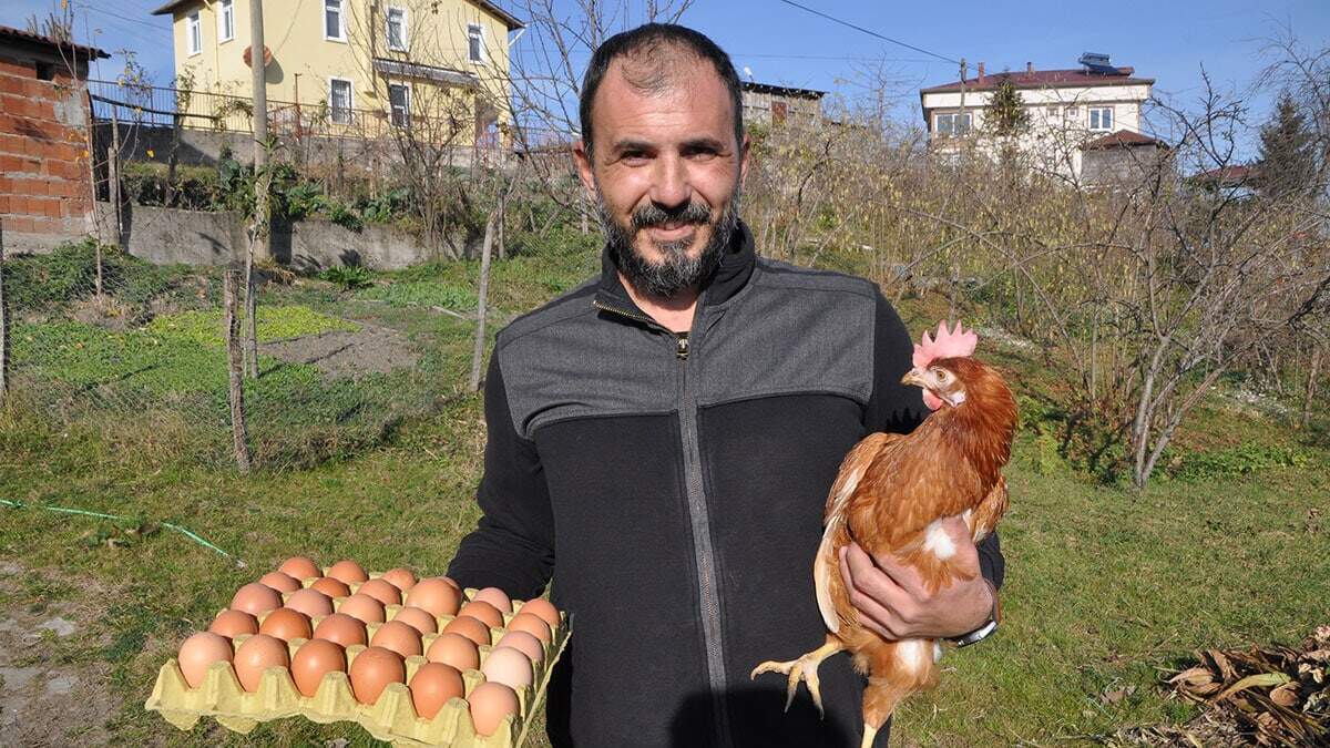 Koronavirüs salgınında uzmanların bağışıklığı güçlendirecek ürünlerin tüketilmesi çağrısının ardından, protein kaynağı olarak bilinen yumurtaya talep yüzde 100 arttı. Ordu'da, Yumurta Üreticileri Birliği haftalık 1 milyon yumurta siparişi alıyor.