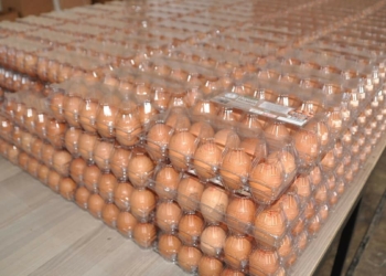 Organik yumurtaya talep yüzde 100 arttı