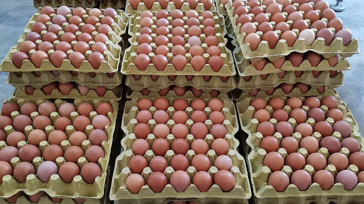 Organik yumurtaya talep yüzde 100 arttı