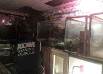 Operasyonda 40 canlı hayvan ele geçirildi