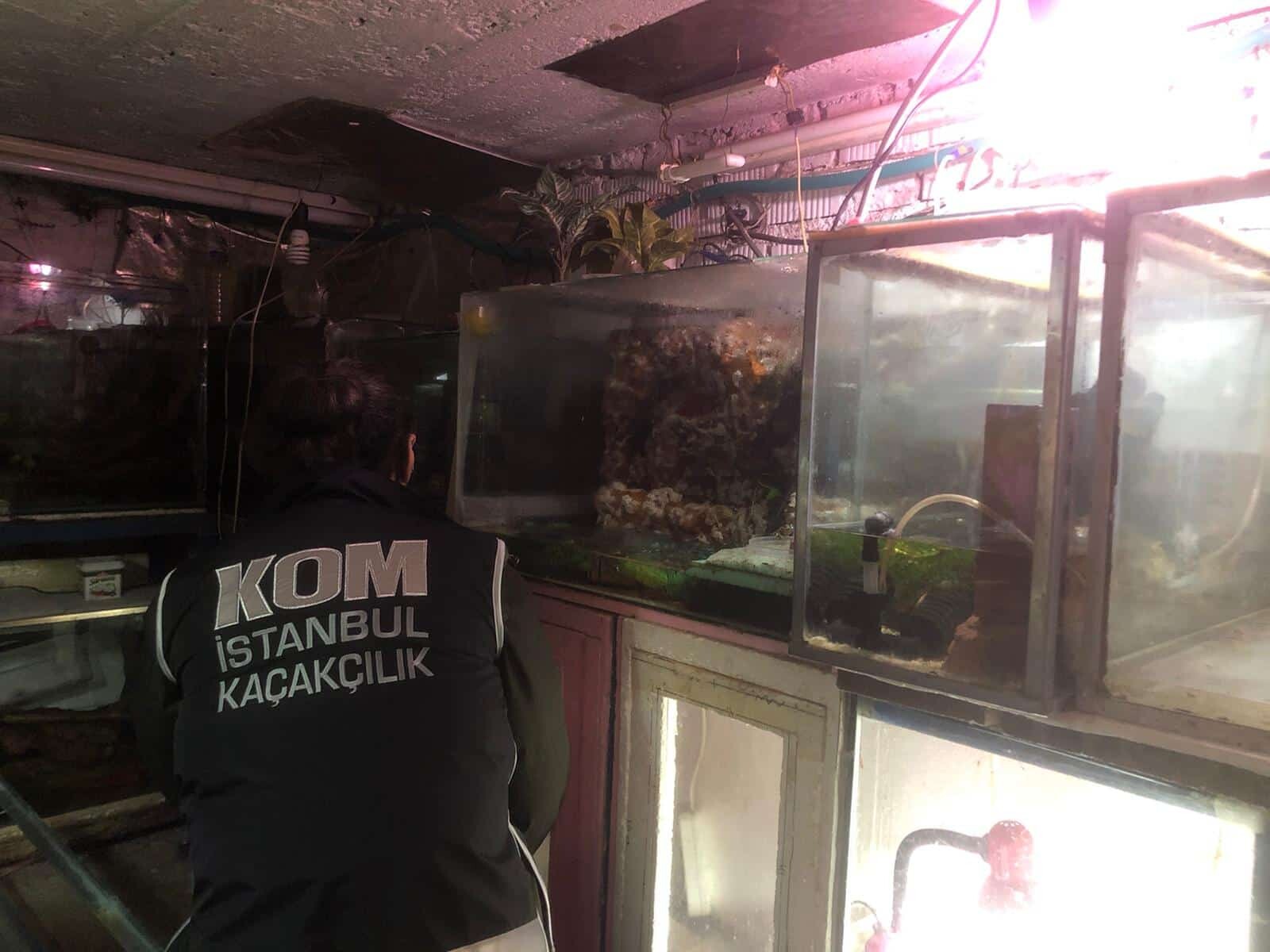 Operasyonda 40 canlı hayvan ele geçirildi