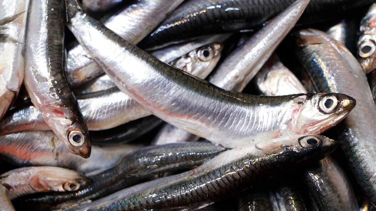 Çanakkale Onsekiz Mart Üniversitesi (ÇOMÜ) Deniz Bilimleri ve Teknolojisi Fakültesi, İşleme Teknolojisi Anabilim Dalı Başkanı Prof. Dr. Nermin Berik, anne sütünden sonra en değerli besinin su ürünleri olduğunu söyledi.