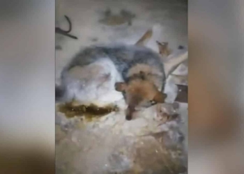 -54 derecede donmak üzere olan köpek kurtarıldı