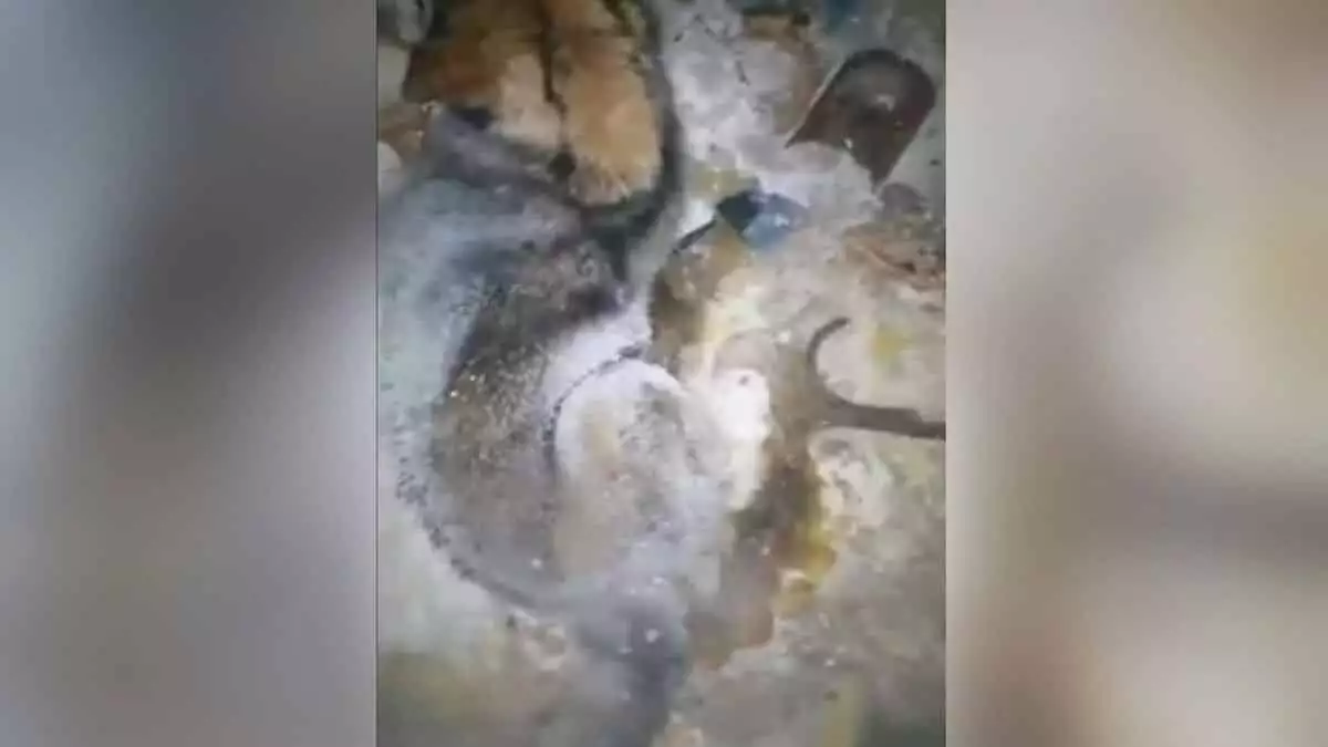 Köpeğin, sesini duyarak ilk müdahaleyi yapan hastane çalışanı tarafından sahiplendiği belirtildi.