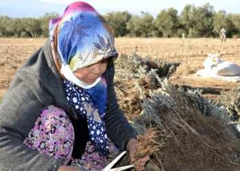 Ekonomik getirisi olan lavantaya ilgi artıyor