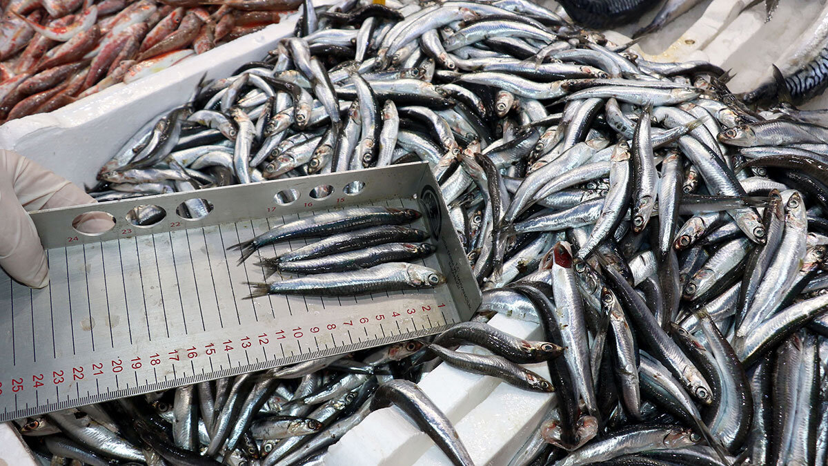 Balıkçı tezgahları tek tek denetlendi