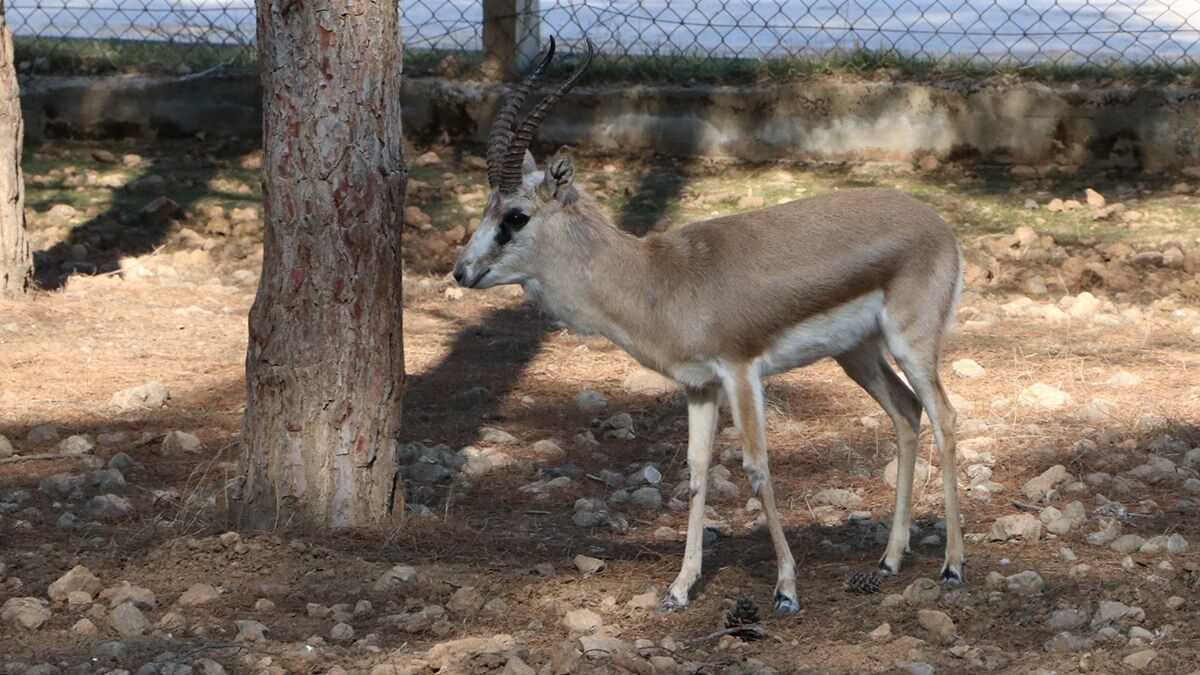 Gazella subgutturosa türü ceylanlar koruma altında
