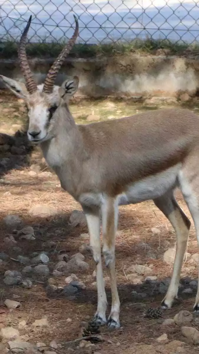 Gazella subgutturosa türü ceylanlar koruma altında