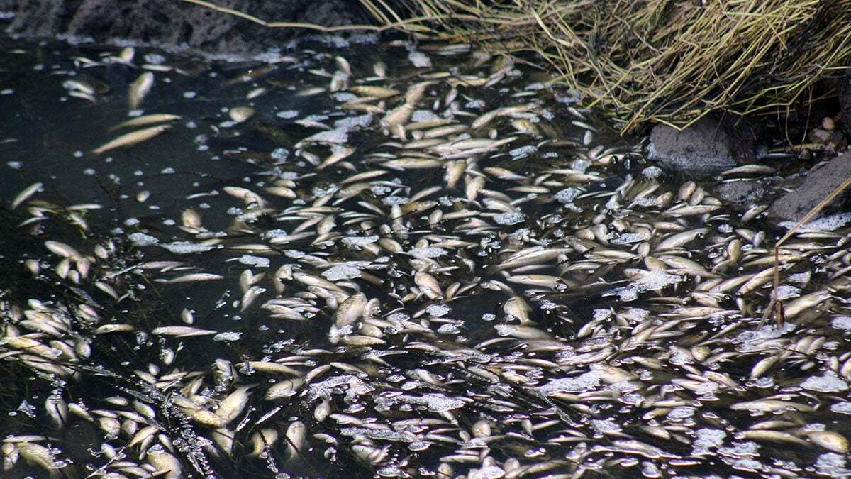 Düden Şelalesi'nde ölen balıklar yem oldu 