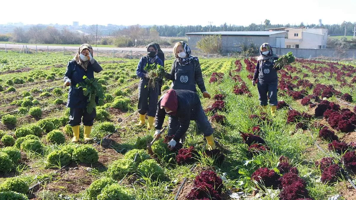 Adana'da 'geçim kaynaklarına erişim' projesi kapsamında açık alan tarımı yapan sığınmacı kadın çiftçiler 11 çeşit ürün yetiştiriyor.