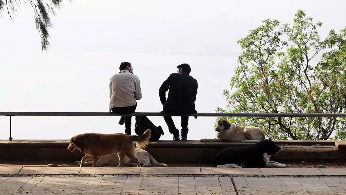 Antalya'nın en eski ve en büyük parkı karaalioğlu'nda sürü halinde gezen sokak köpekleri, vatandaşların korkulu rüyası oldu.