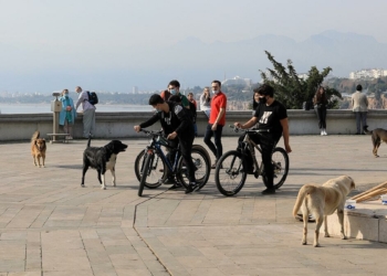 Sokak köpekleri vatandaşların korkulu rüyası