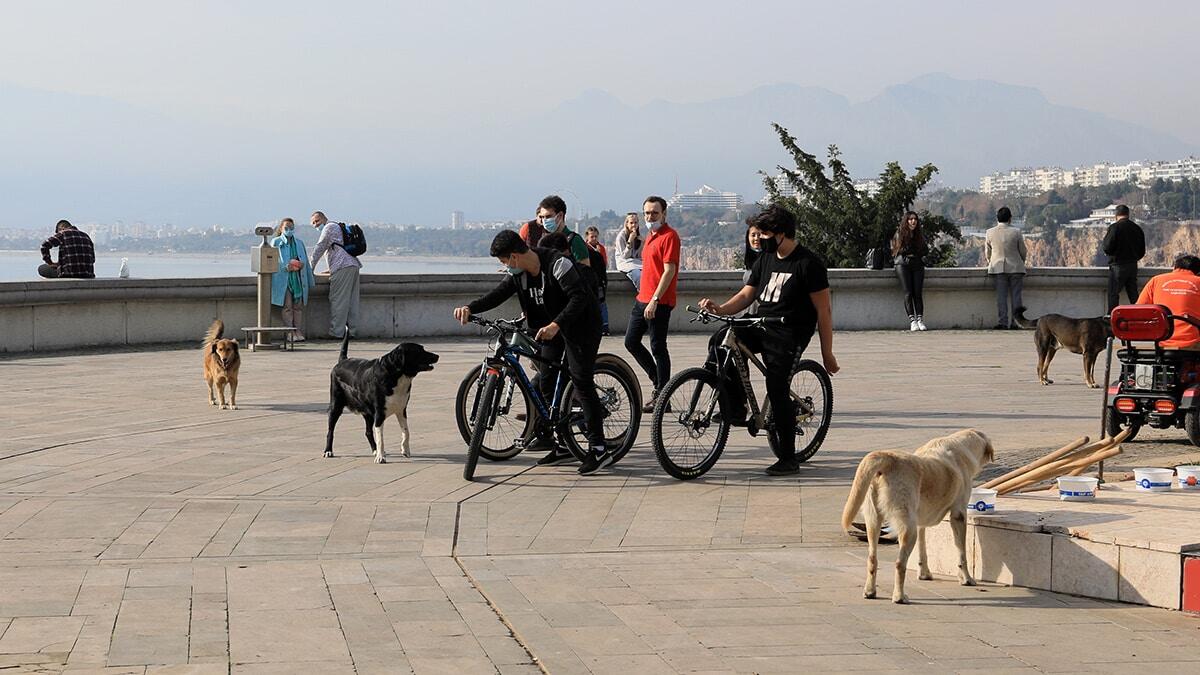 Sokak köpekleri vatandaşların korkulu rüyası