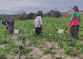 Tarsus'ta bezelye hasadı erken başladı