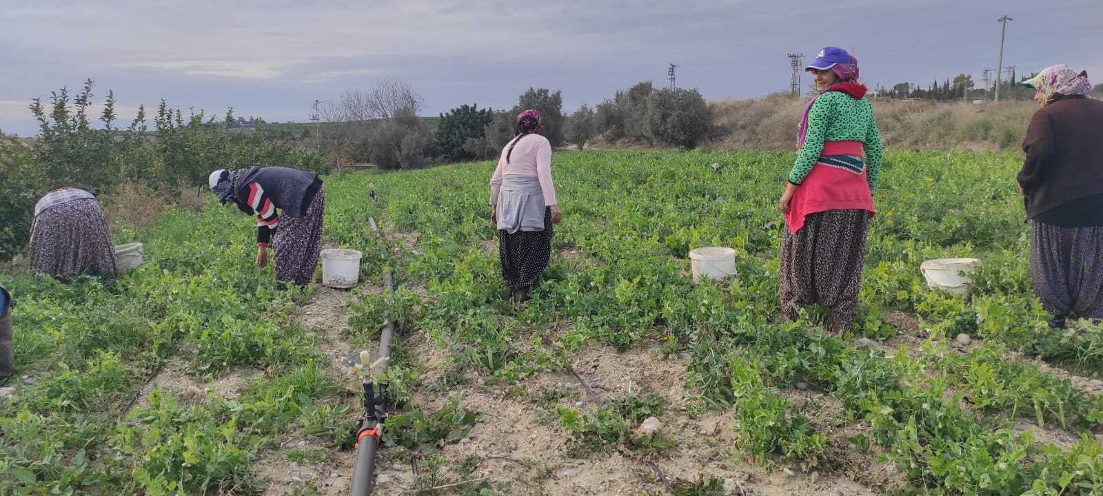 Tarsus'ta bezelye hasadı erken başladı
