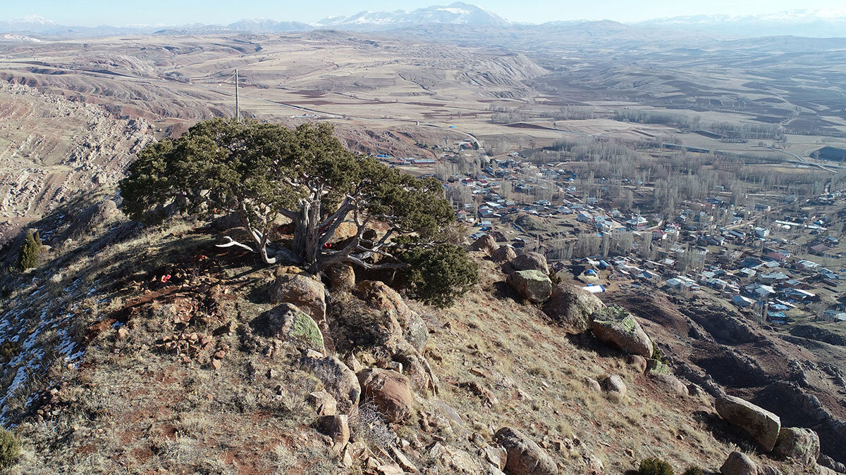 5 asırlık ardıç görüntüsü ile dikkat çekiyor
