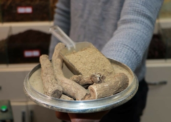 Udi Hindi bitkisine rağbet arttı