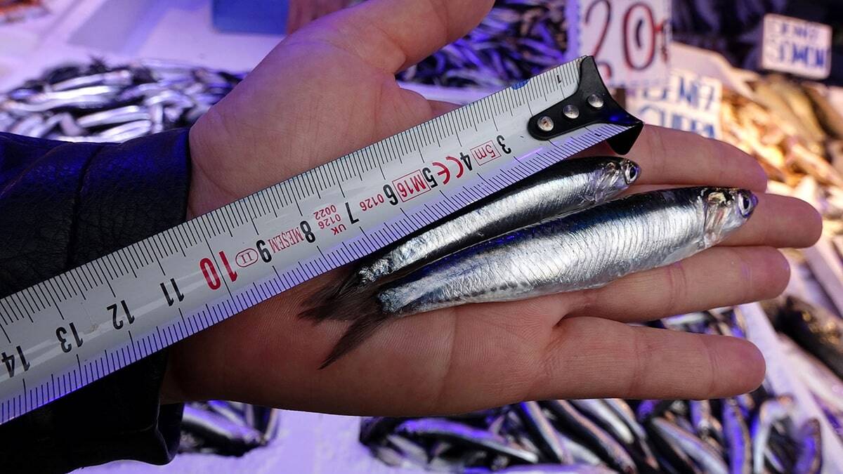 Hamsinin nesli tükenebilir