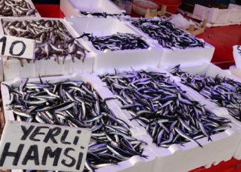Hamsinin nesli tükenebilir