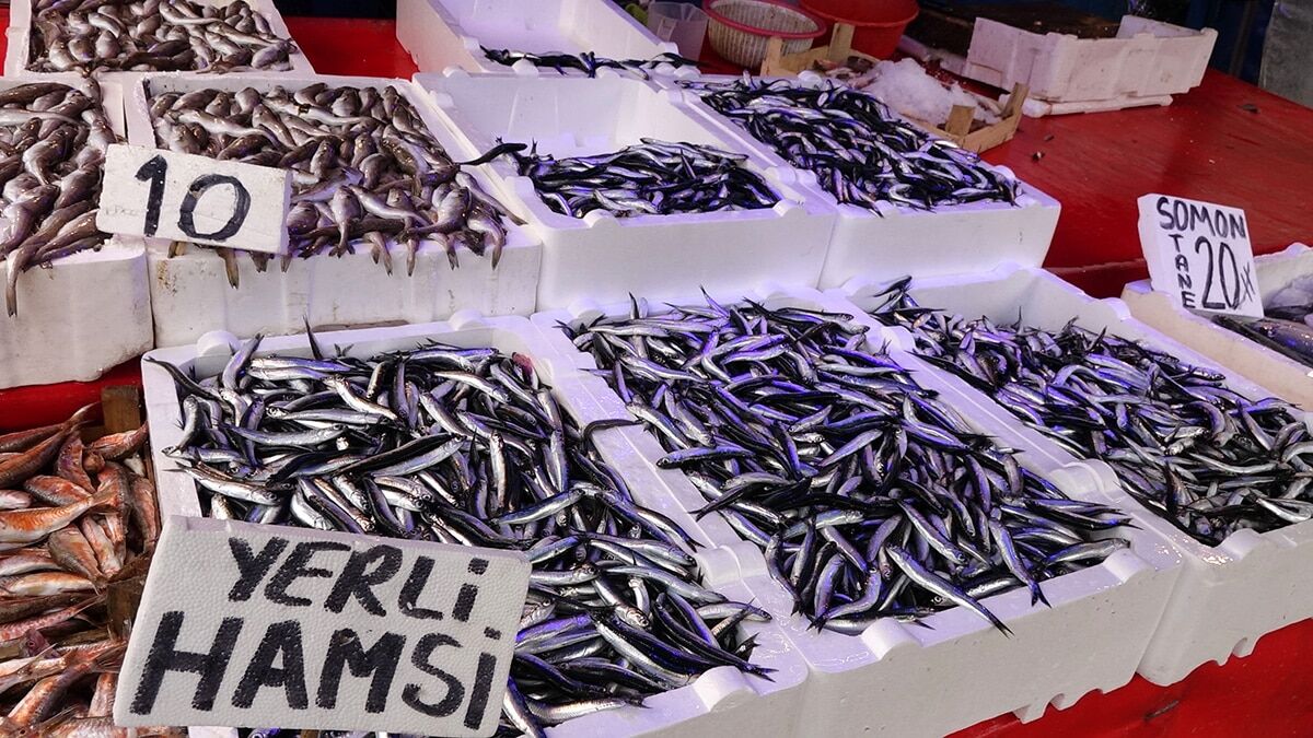 Hamsinin nesli tükenebilir