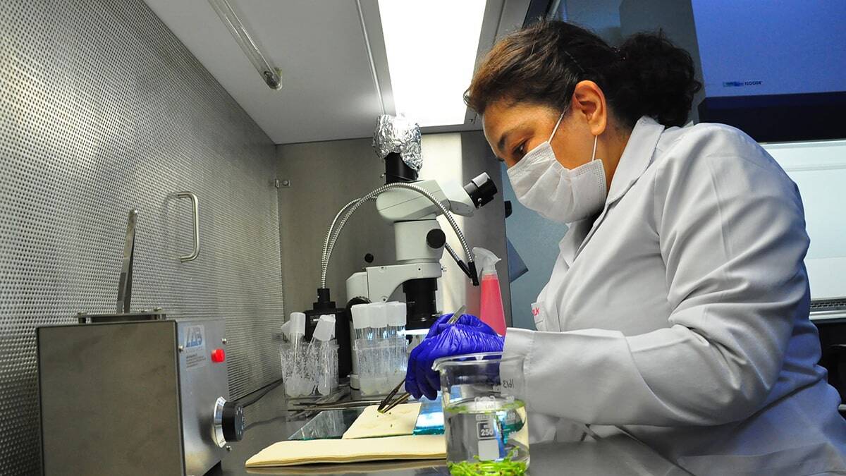 Türkiye'de ilk defa Manisa'da uygulanan yöntemle bugünün ürünleri gelecek kuşaklara taşınacak, hem de üzüm geni hastalıklardan korunacak.