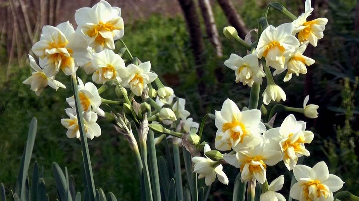 Yalancı bahara aldanan ağaçlar çiçek açtı