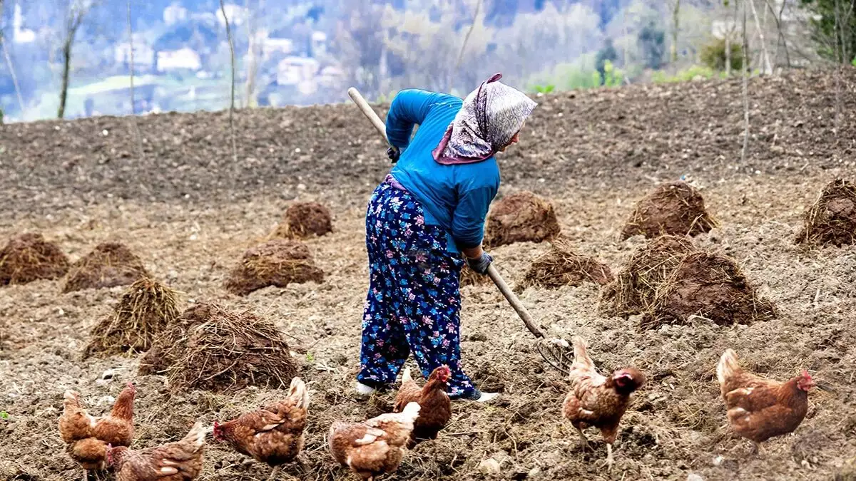 Trabzon'un tonya ilçesinde yalancı bahara aldanan meyve ağaçları çiçek açtı