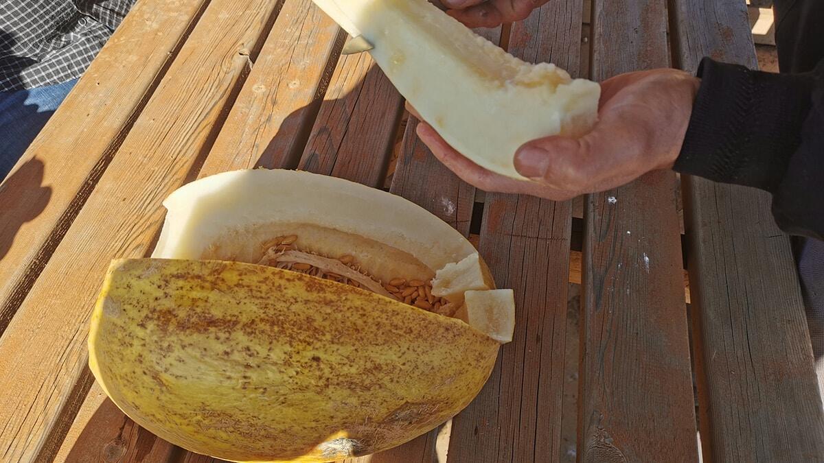 Kış kavunları depolarda aynı tazeliğini koruyor