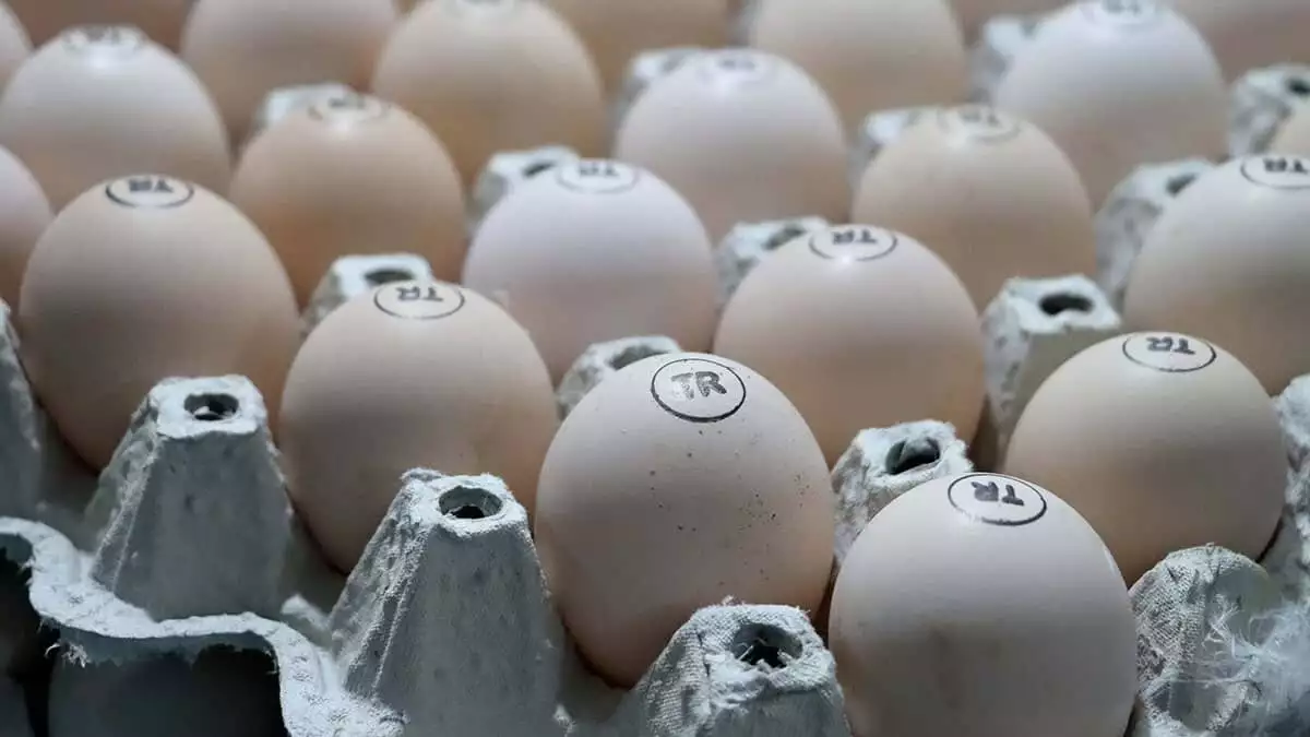 Yumurtada üretim düştü fiyatlar arttı