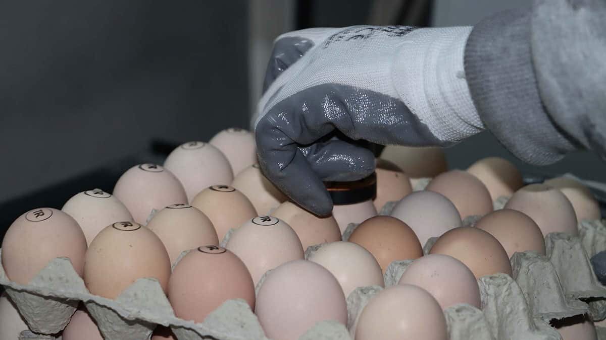 Yumurtada üretim düştü fiyatlar arttı