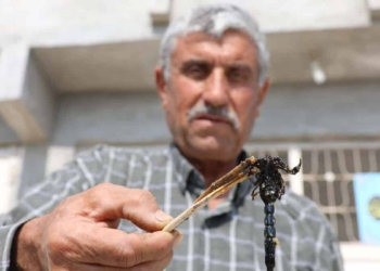 21 yıldır doğadan akrep topluyor