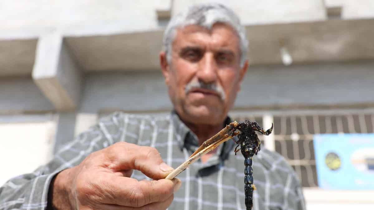 21 yıldır doğadan akrep topluyor