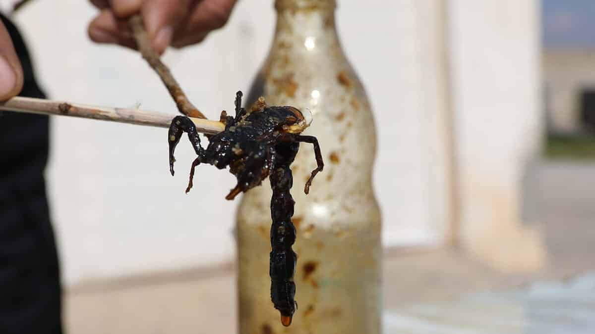 21 yıldır doğadan akrep topluyor