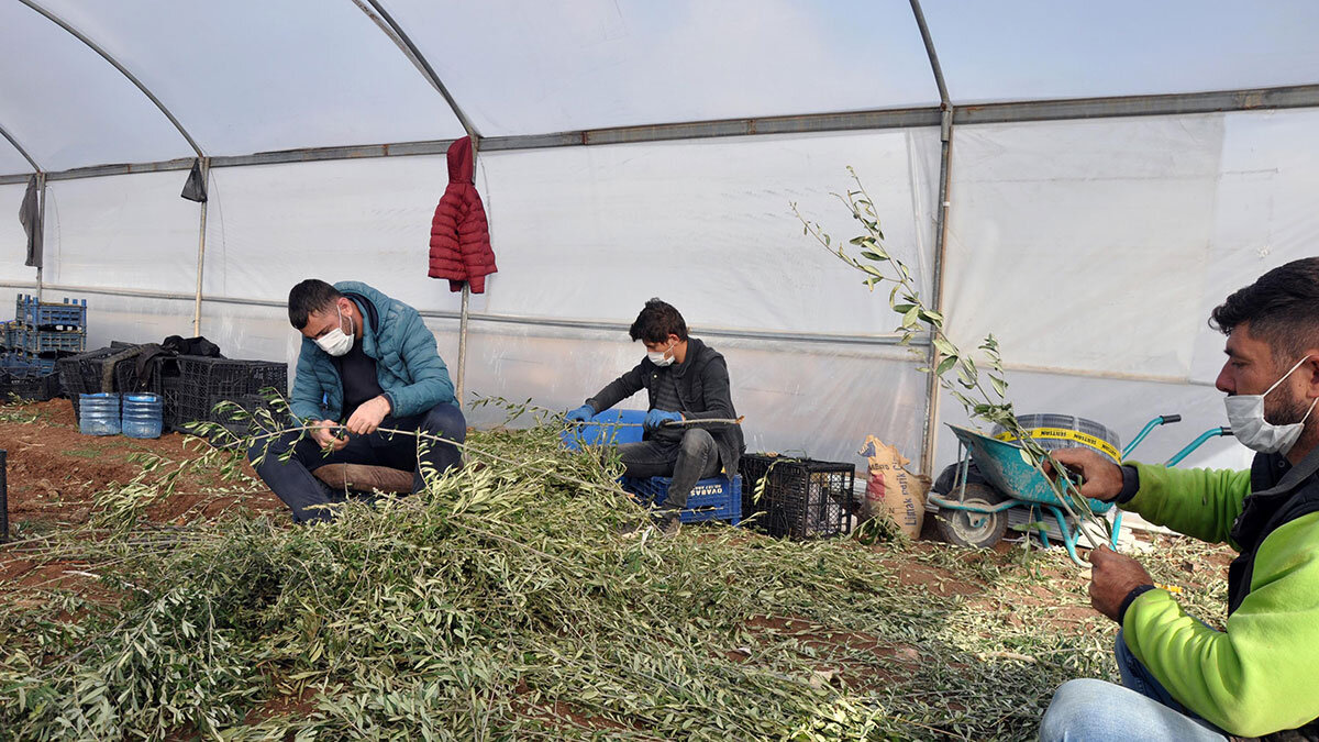 5 bin fidanla başladı üretimi 200 bine çıkardı