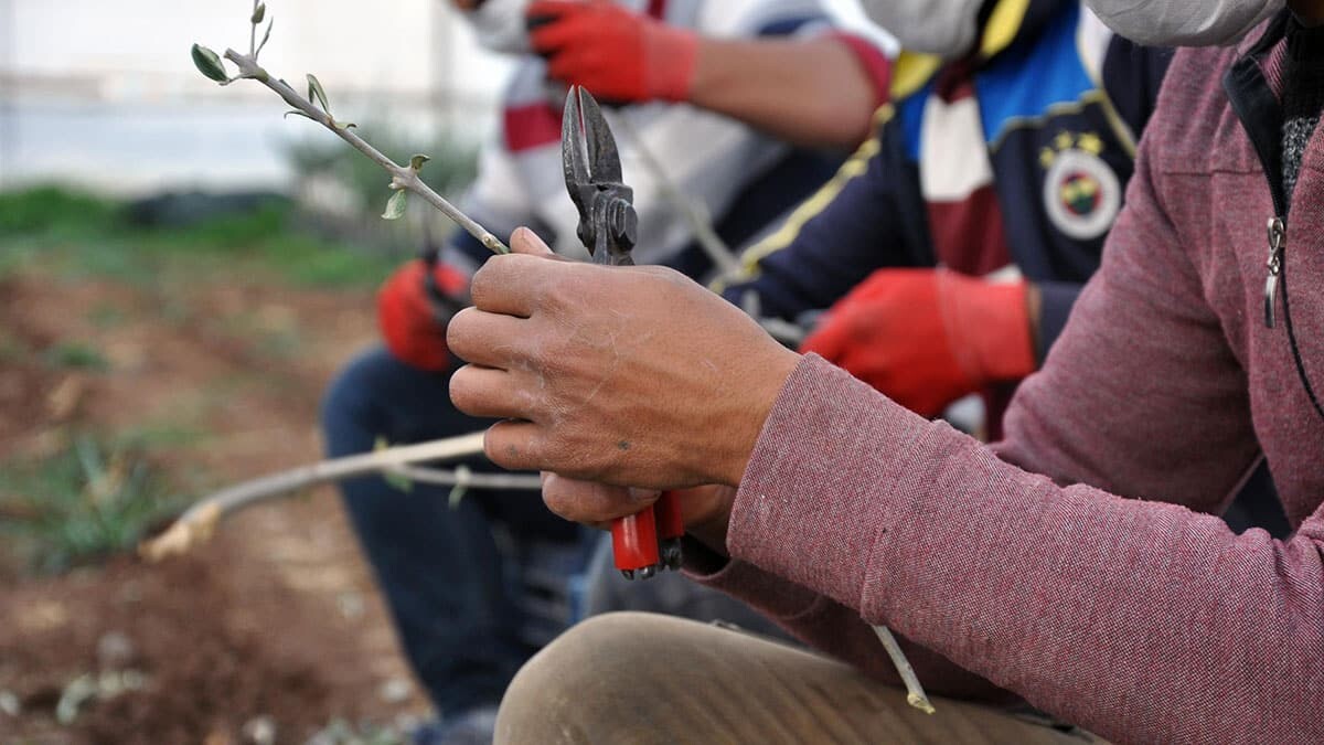 5 dönümlük arazide, 5 bin fidanla başladığı üretimi 200 bine çıkaran Ufak, Türkiye'nin dört bir yanına gönderip, yurt dışına ihraç ediyor.