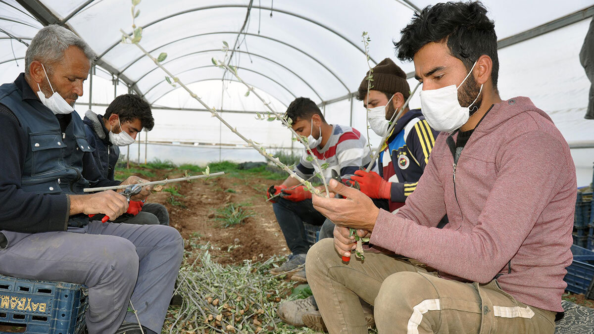 5 bin fidanla başladı üretimi 200 bine çıkardı
