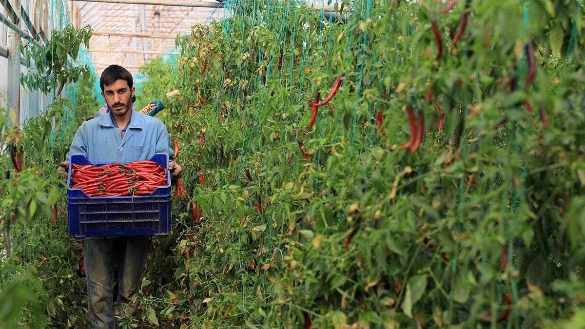 Şili biber Şanlıurfa'nın isot biberine rakip