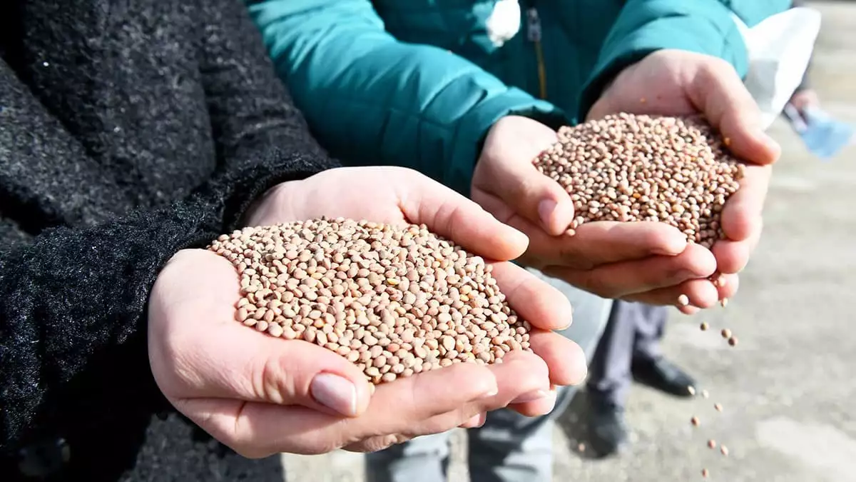 Başkentli çiftçilere kırmızı mercimek tohumu desteği