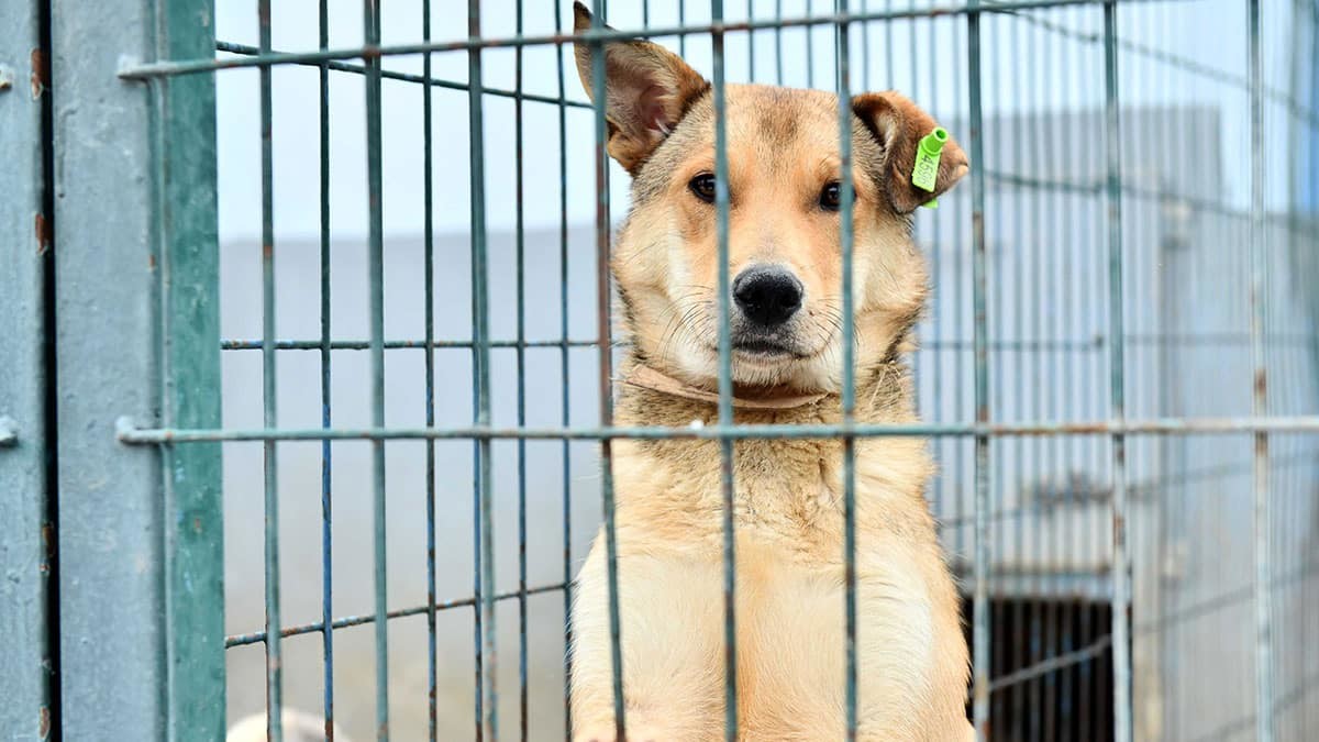 Gönüllü hayvan severlerle iş birliği