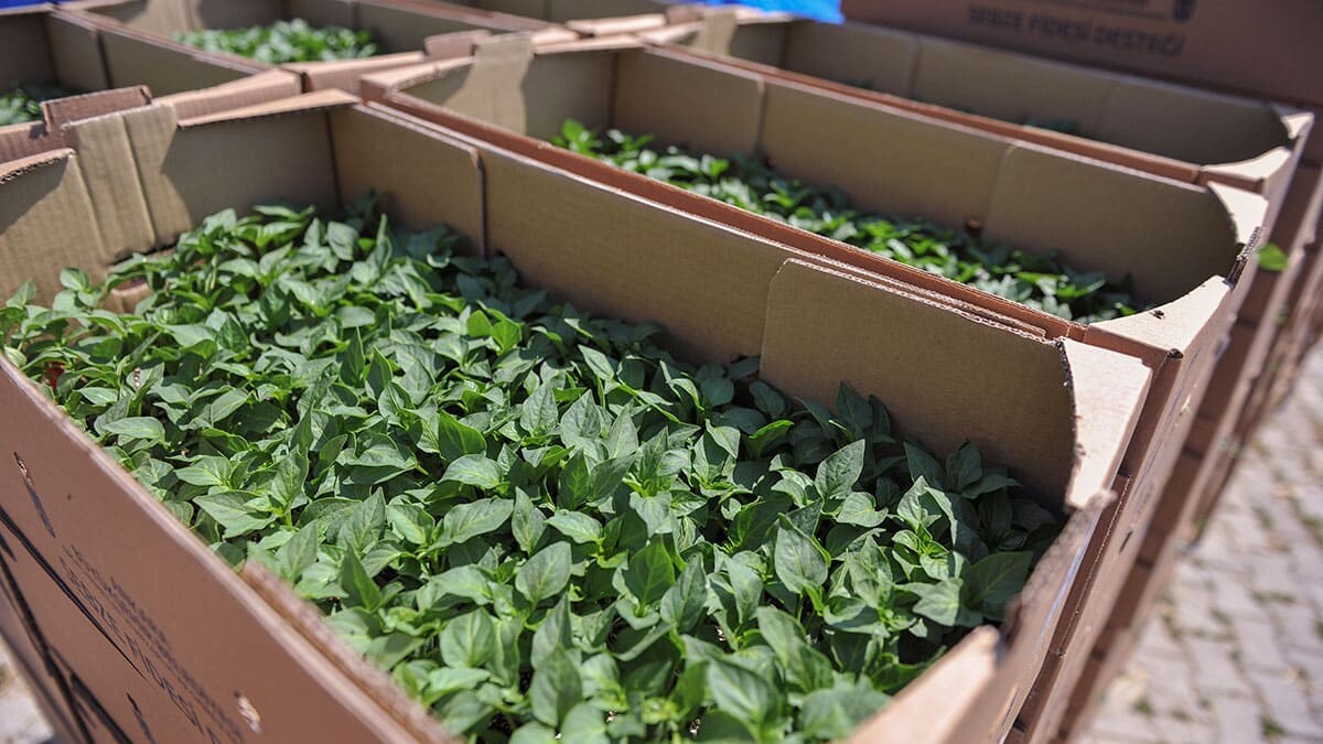 Kırsal Hizmetler Daire Başkanlığı Türkiye’de bir ilke imza atarak, 2021 yılı tarımsal destek programları başvuruları elektronik ortama taşıdı.