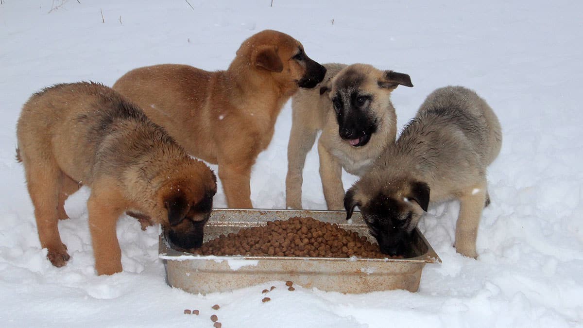 Soğuk kış günlerinde can dostlarımız unutulmadı